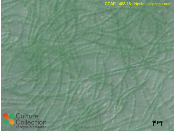Nostoc ellipsosporum