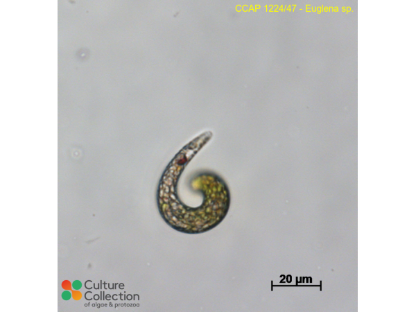 Euglena sp.