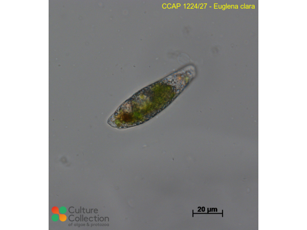 Euglena clara