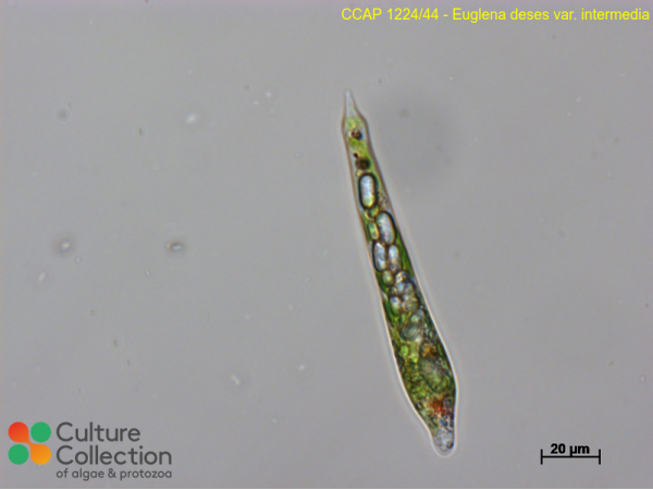 Euglena deses