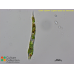 Euglena deses
