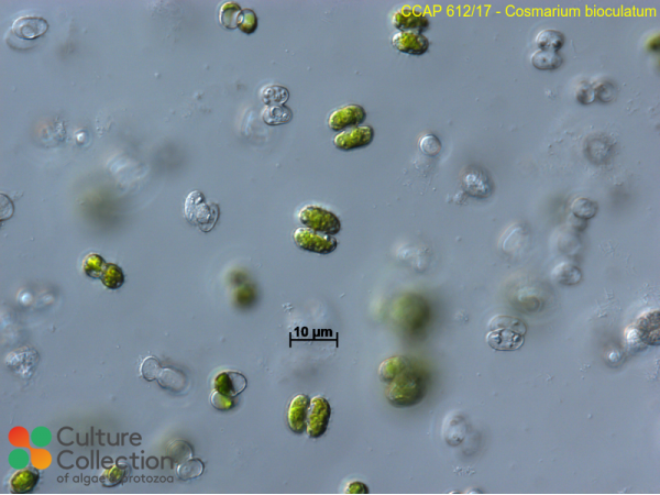 Cosmarium bioculatum