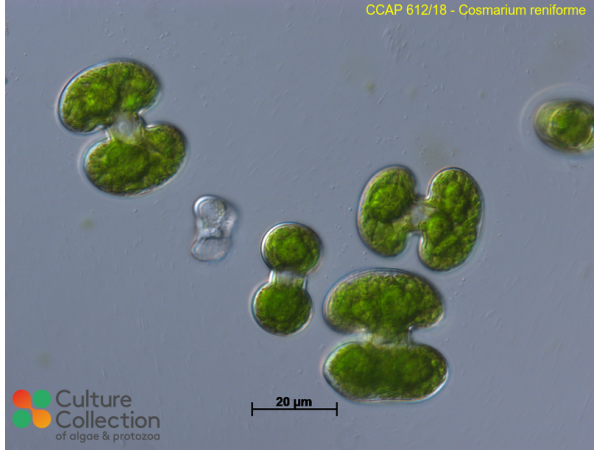 Cosmarium reniforme
