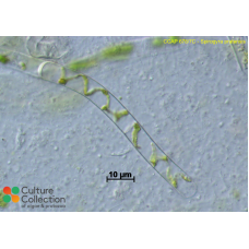 Spirogyra pratensis