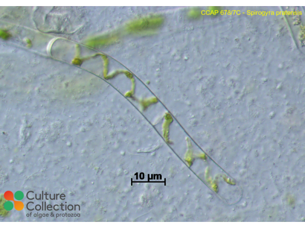Spirogyra pratensis