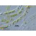 Spirogyra pratensis