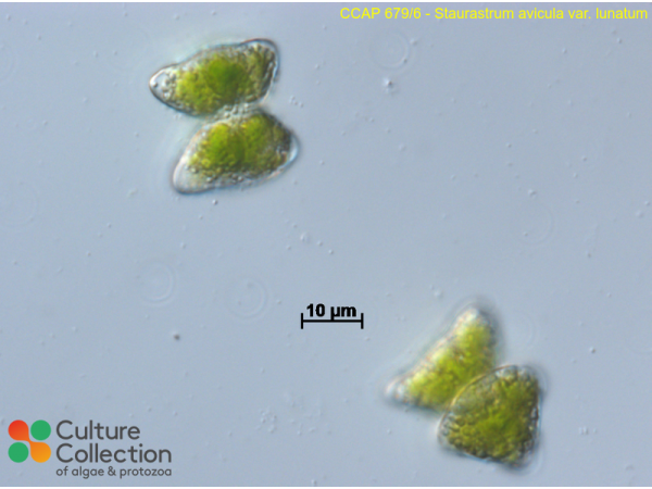 Staurastrum avicula var. lunatum
