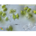 Staurastrum avicula var. lunatum