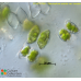 Staurastrum avicula var. lunatum