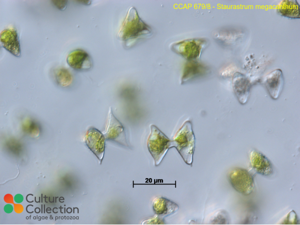 Staurastrum megacanthum