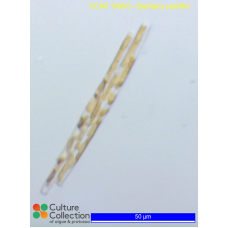 Bacillaria paxillifer