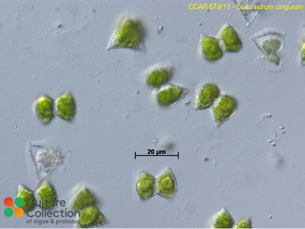 Staurastrum cingulum