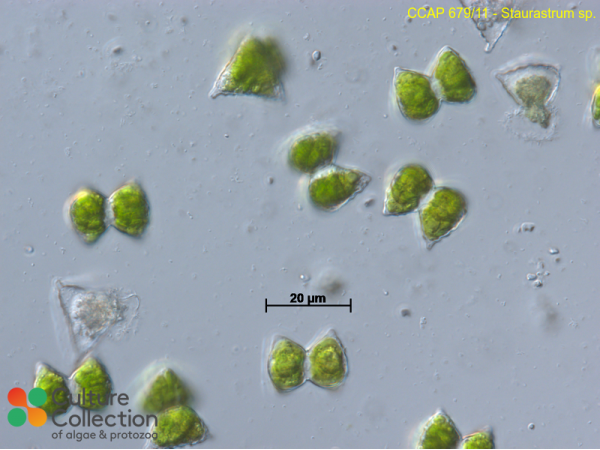 Staurastrum sp.