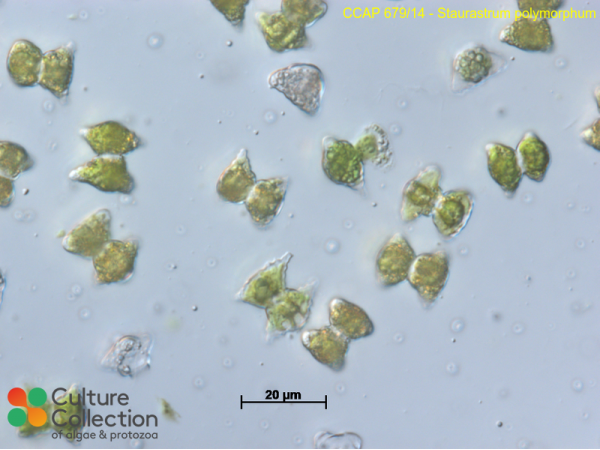 Staurastrum polymorphum
