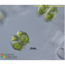 Xanthidium subhastiferum