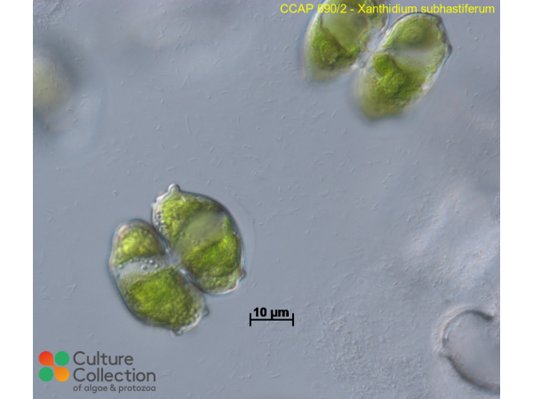 Xanthidium subhastiferum Xanthidium subhastiferum