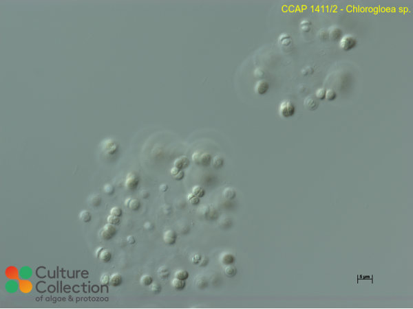 Chroococcidiopsis sp.
