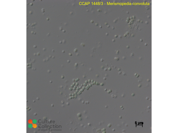 Merismopedia convoluta