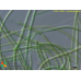 Oscillatoria tenuis