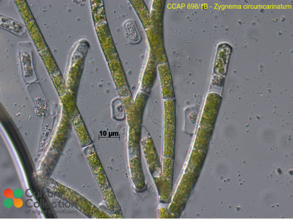 Zygnema circumcarinatum