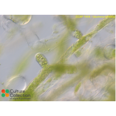 Vaucheria terrestris