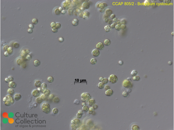 Botrydium cystosum