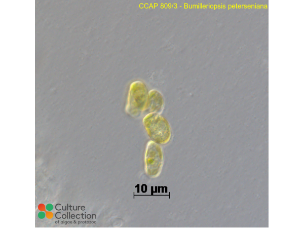 Bumilleriopsis peterseniana