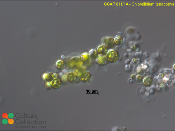 Chlorellidium tetrabotrys