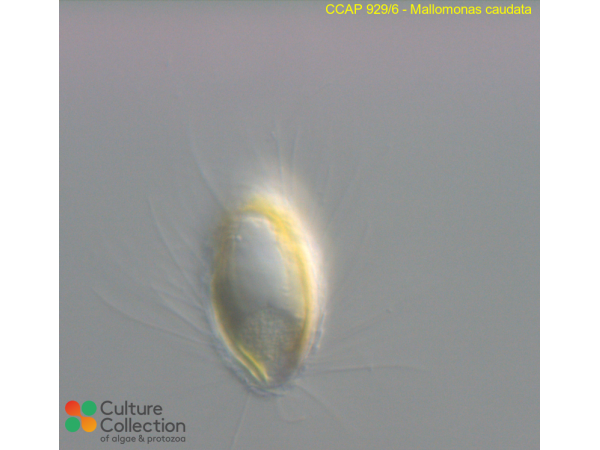 Mallomonas caudata