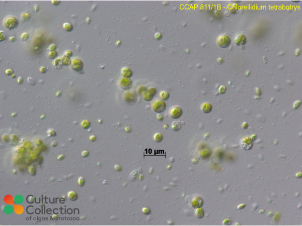 Chloroidium sp.