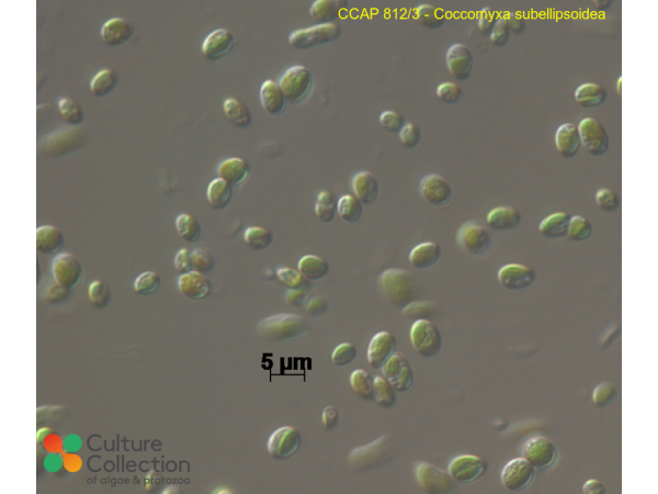 Coccomyxa subellipsoidea