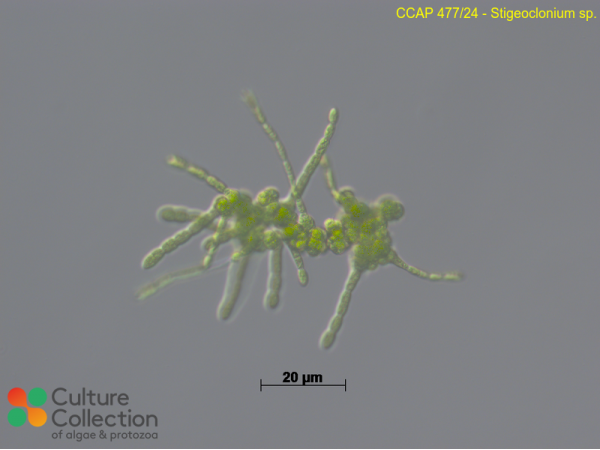 Stigeoclonium sp.
