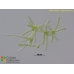 Stigeoclonium sp.