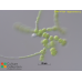 Stigeoclonium sp.