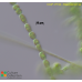 Stigeoclonium sp.