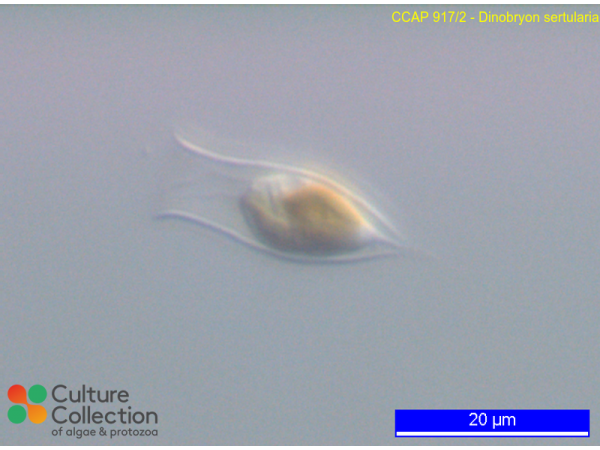 Dinobryon sertularia