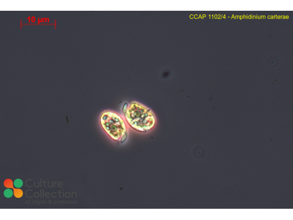 Amphidinium carterae