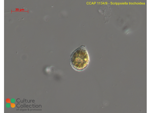 Scrippsiella trochoidea