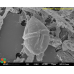 Scrippsiella trochoidea