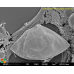 Scrippsiella trochoidea