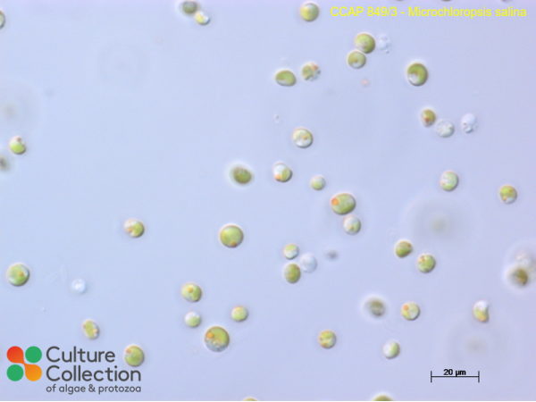 Microchloropsis salina
