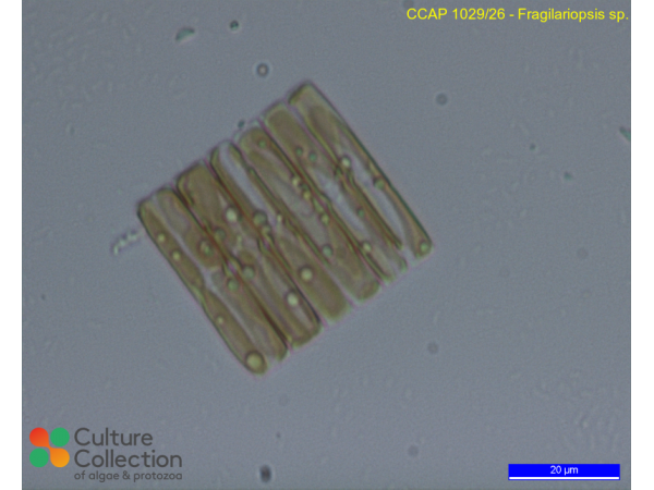 Synedropsis cf. recta