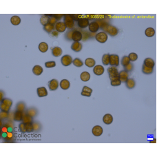 Thalassiosira antarctica