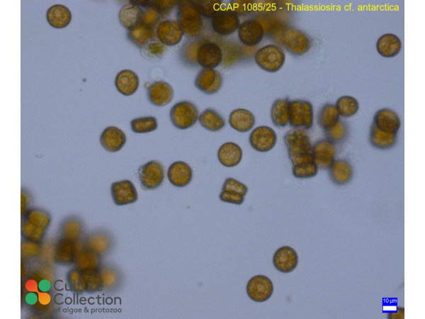 Thalassiosira antarctica