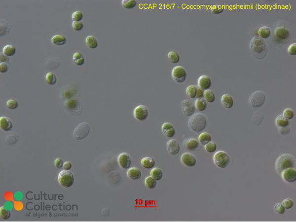 Coccomyxa pringsheimii (botrydinae)