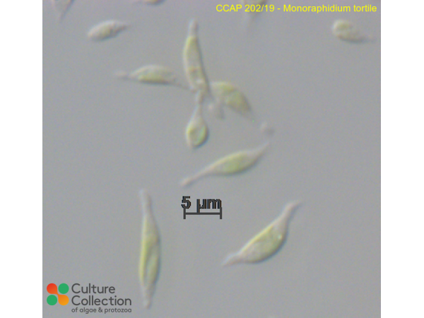 Monoraphidium tortile
