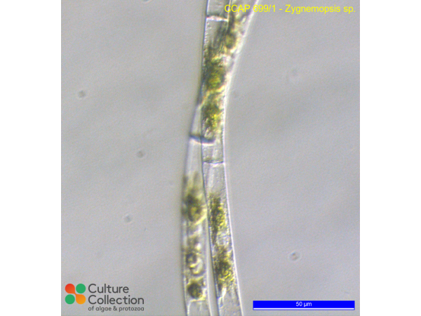 Zygnemopsis sp. Zygnemopsis sp.