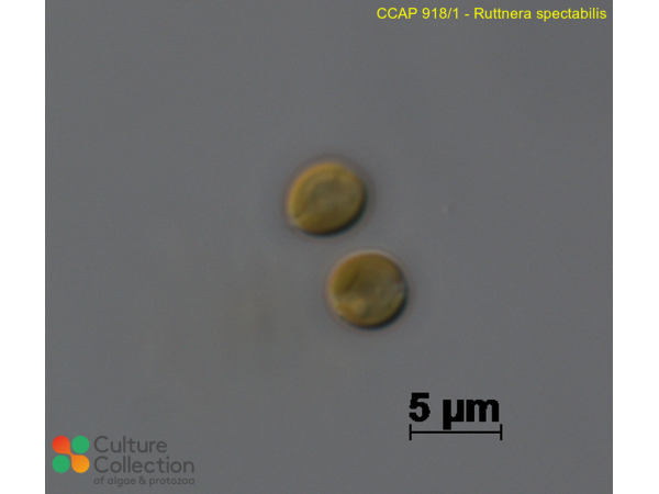 Ruttnera spectabilis Ruttnera spectabilis