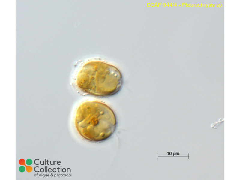 Pleurogenoides sp. in the oral cavity of Atheris hispida LAURENT, 1955.