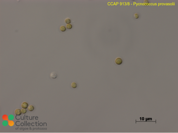 Pycnococcus provasolii